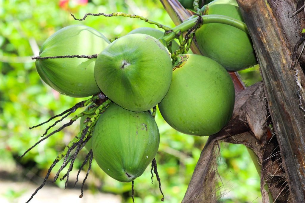 kelapa