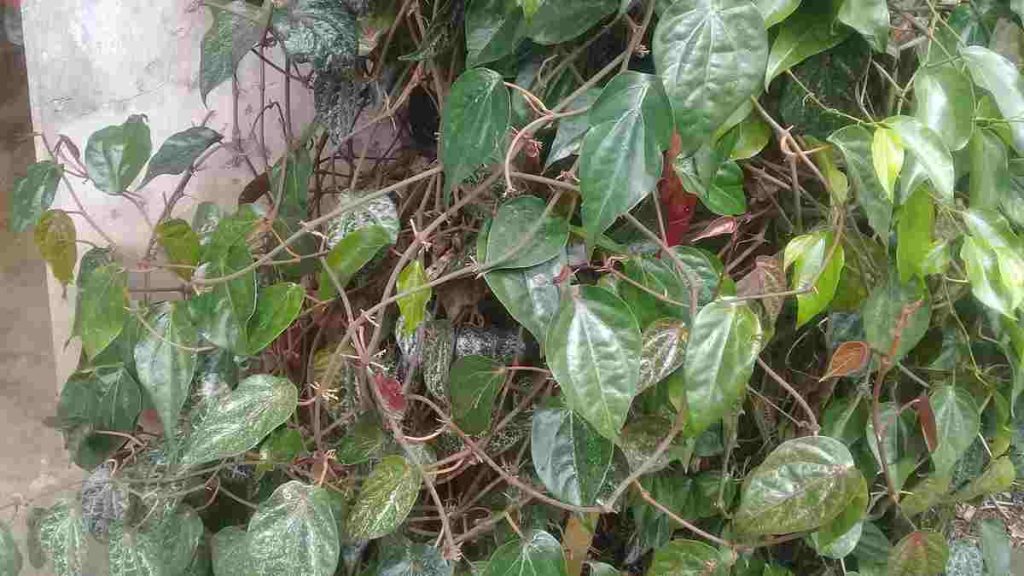 sirih merah