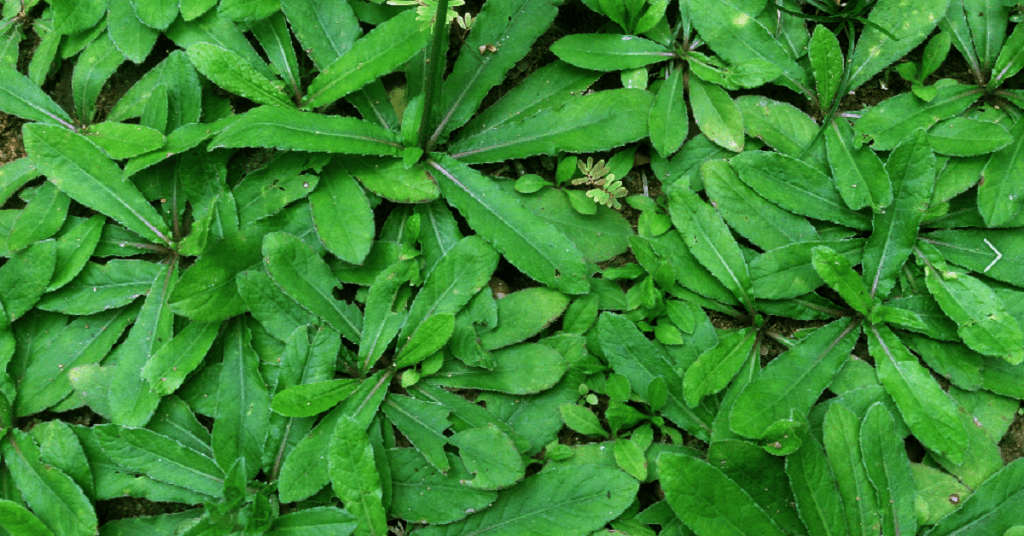 Daun Tapak Liman