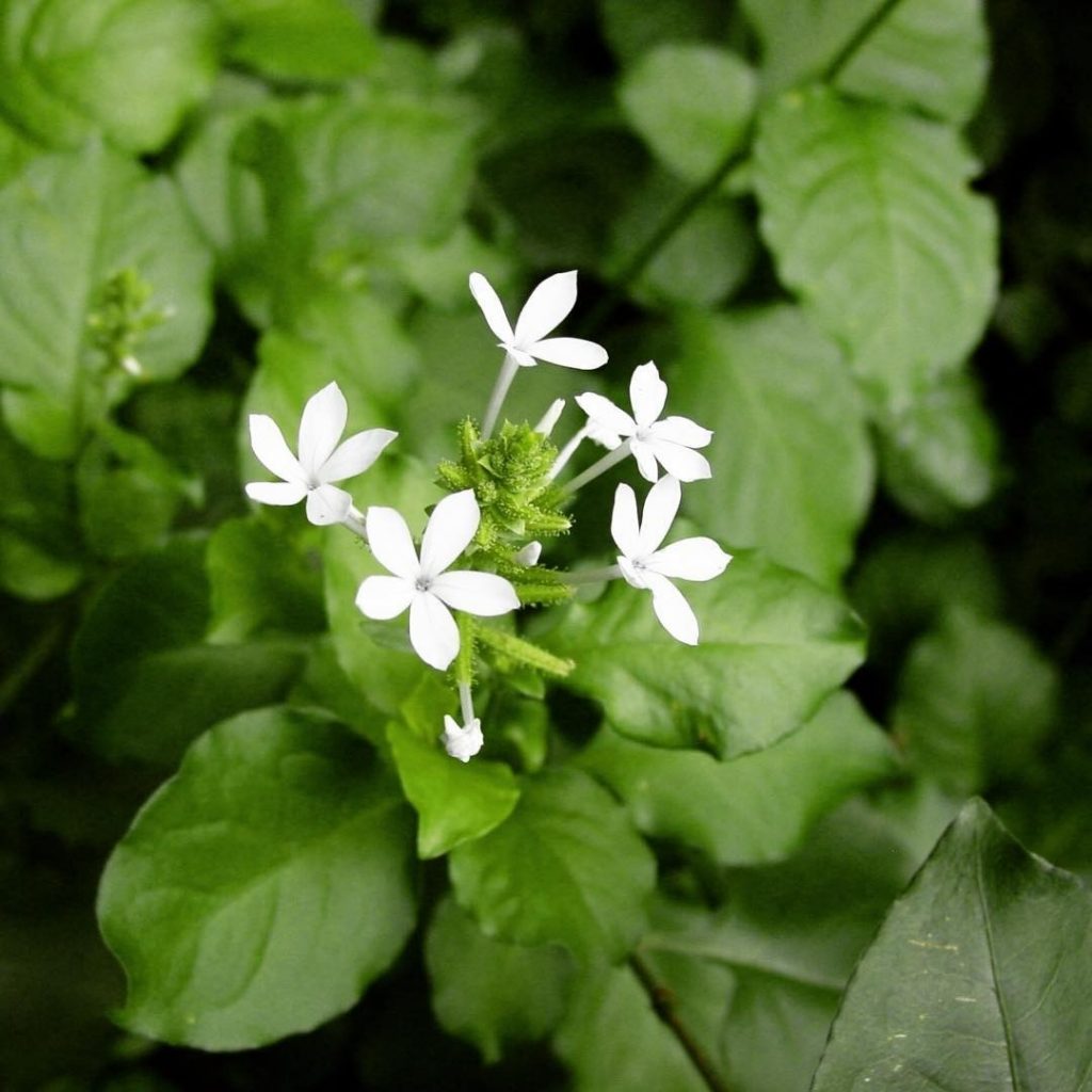 daun encok