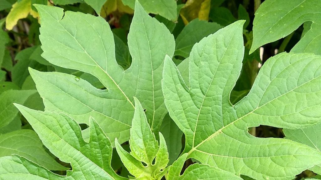 Daun Insulin