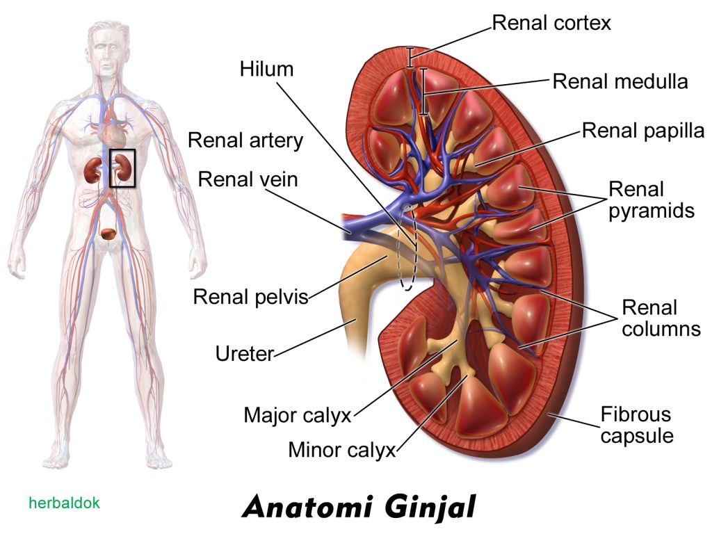 ginjal