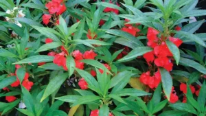 Pacar Air Impatiens balsamina