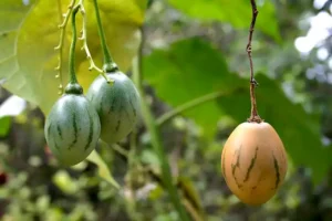 Terong Belanda Solanum betaceum