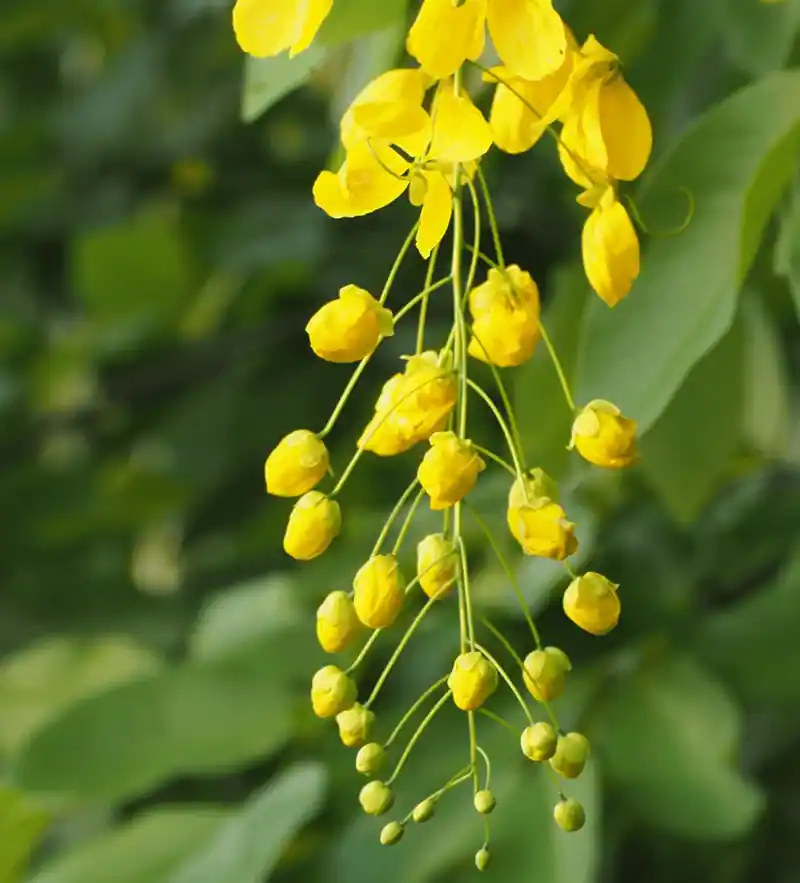 Trengguli Cassia fistula