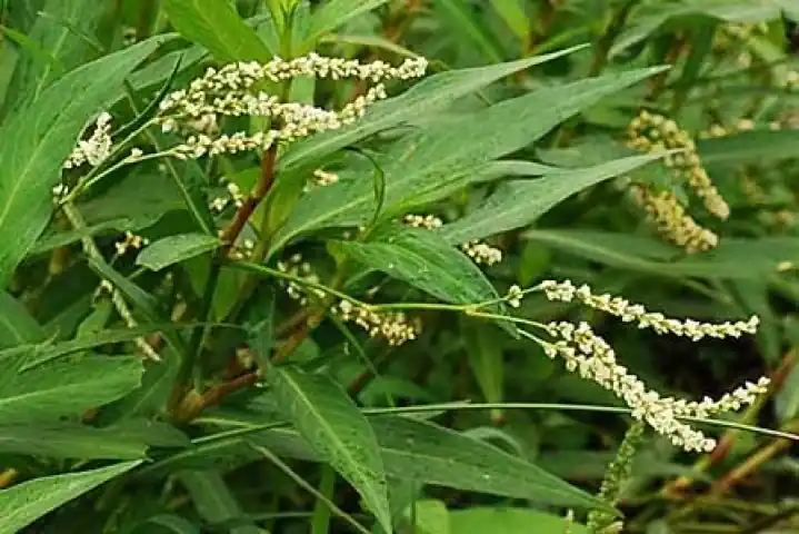 gagatan Polygonum barbatum