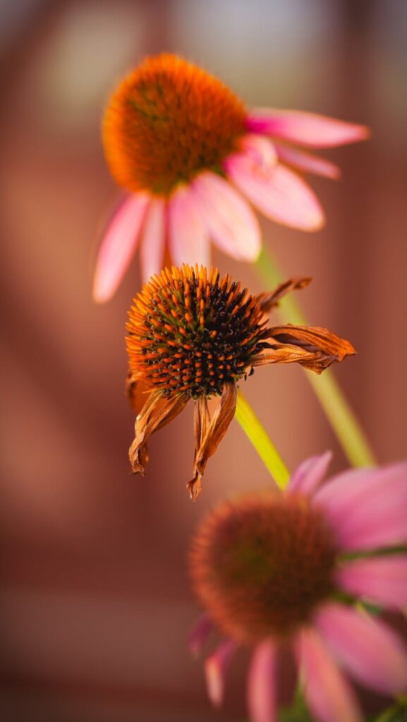 Echinacea purpurea
