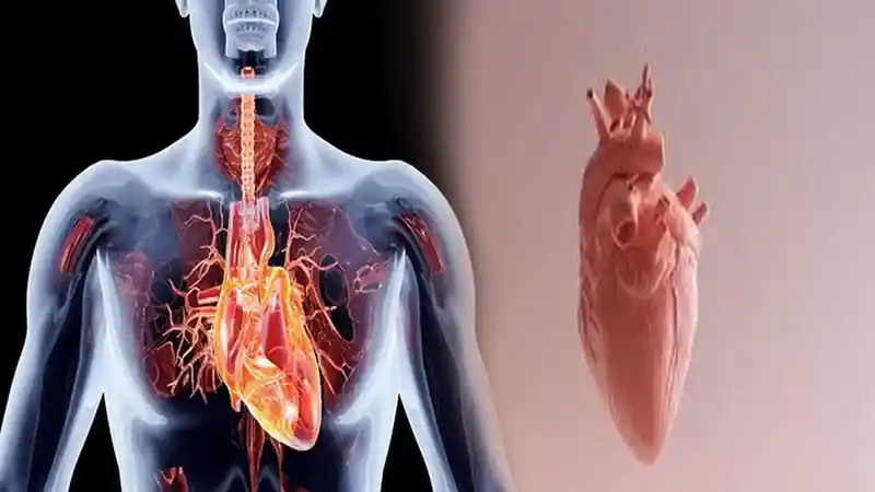 penyakit-jantung-rematik